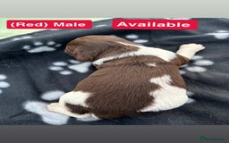 English Springer Spaniel dogs for sale: Gorgeous marked English Springer Spaniel pups  - Image 24