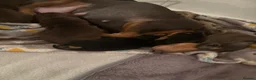 Miniature Dachshund dogs for sale: READY TO GO ! Miniature smooth haired dachshund - Advert 21