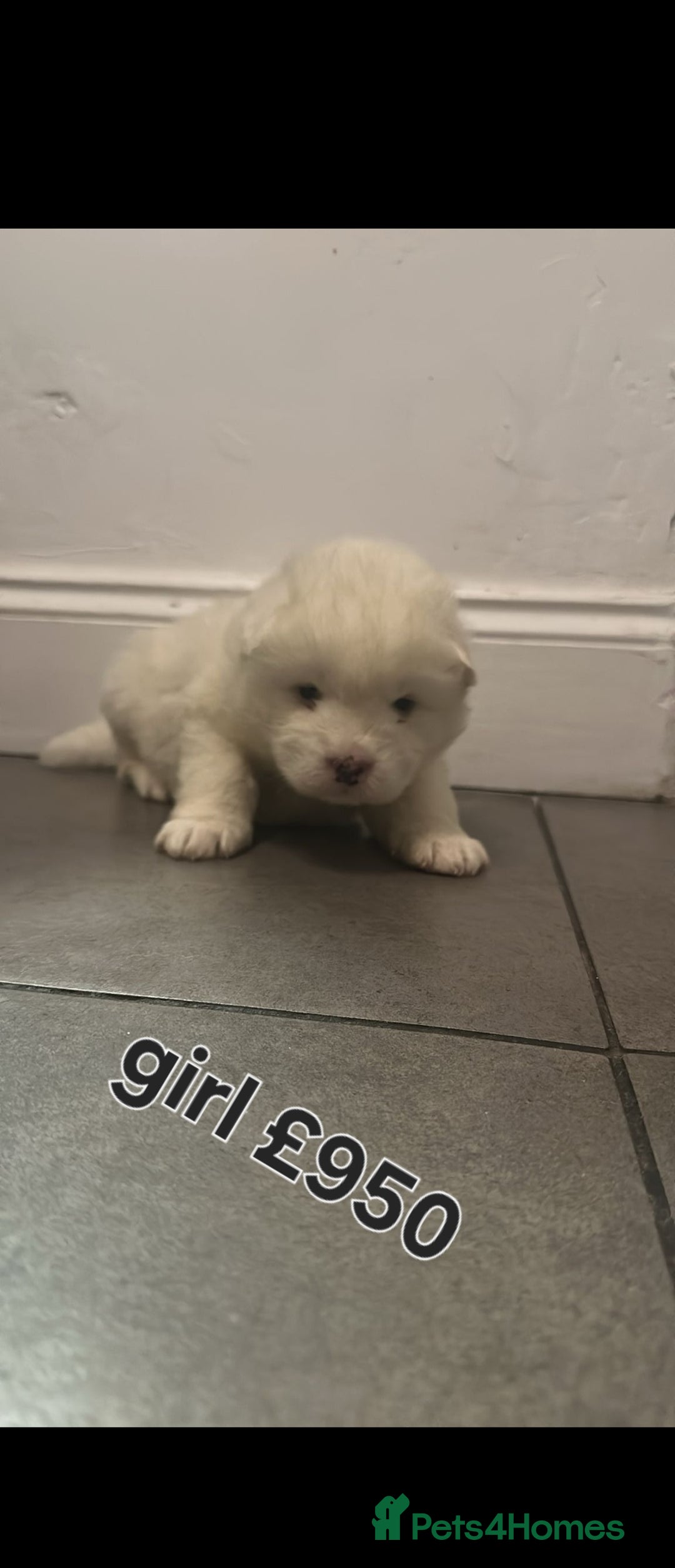 Akita dogs for sale: American akita puppies - Advert 7