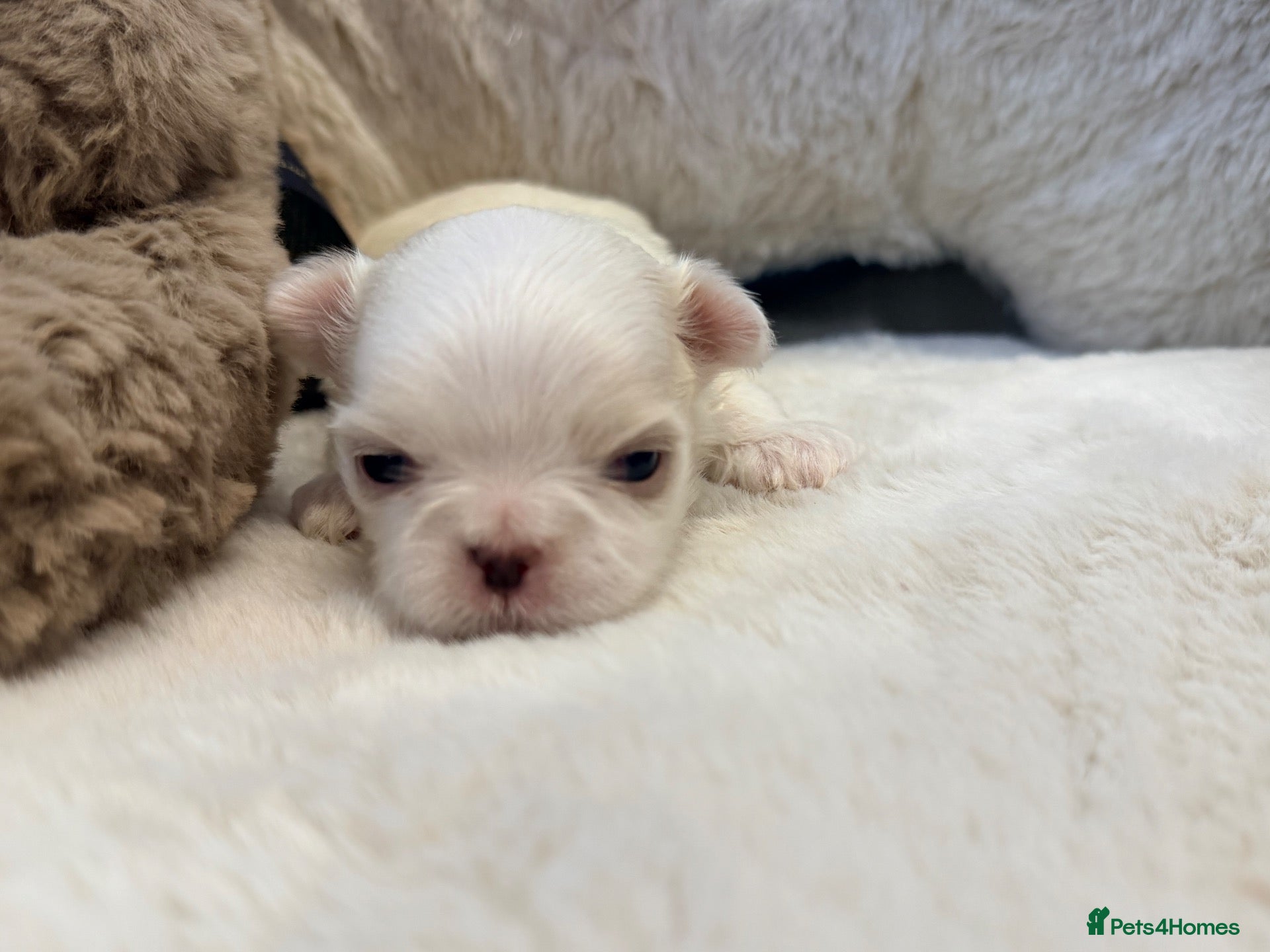 Maltese dogs for sale: ✨💫🌟Bambelina Maltese✨💫🌟Korean Maltese Puppies  - Advert 3