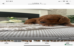 Labradoodle dogs for sale: Stunning red miniature labradoodle puppies - Image 5