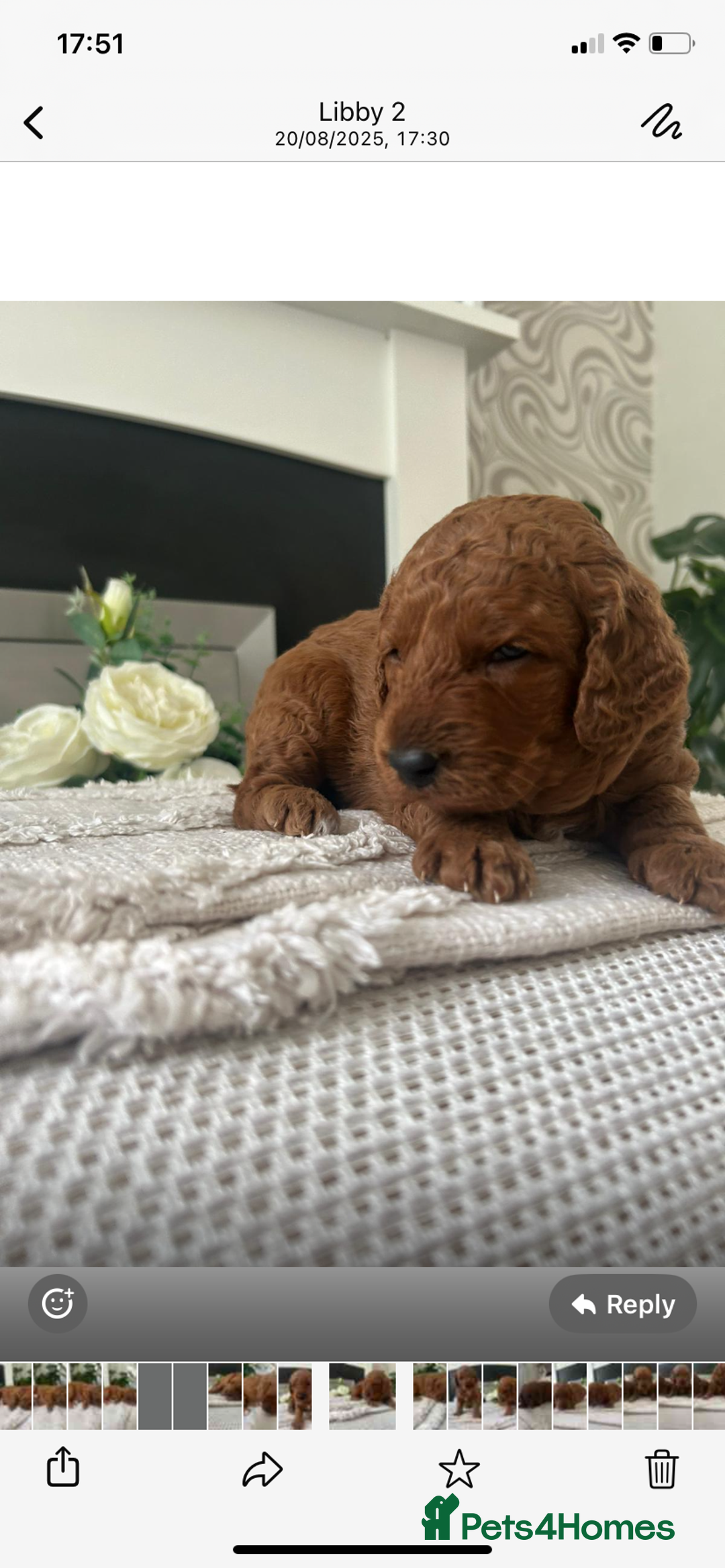 Labradoodle dogs for sale: Stunning red miniature labradoodle puppies - Image 5