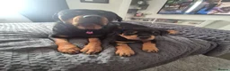 Rottweiler dogs for sale: 10 Week Old Rottweiler Girl - Advert 8