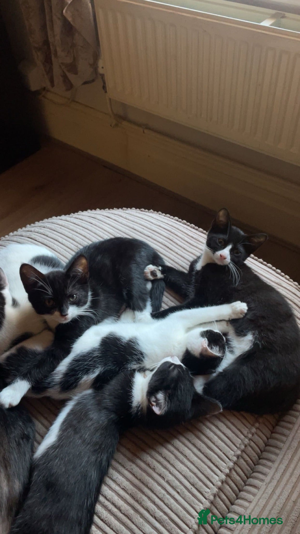 British Shorthair cats Beautiful kittens looking for there forever homes - Advert 2