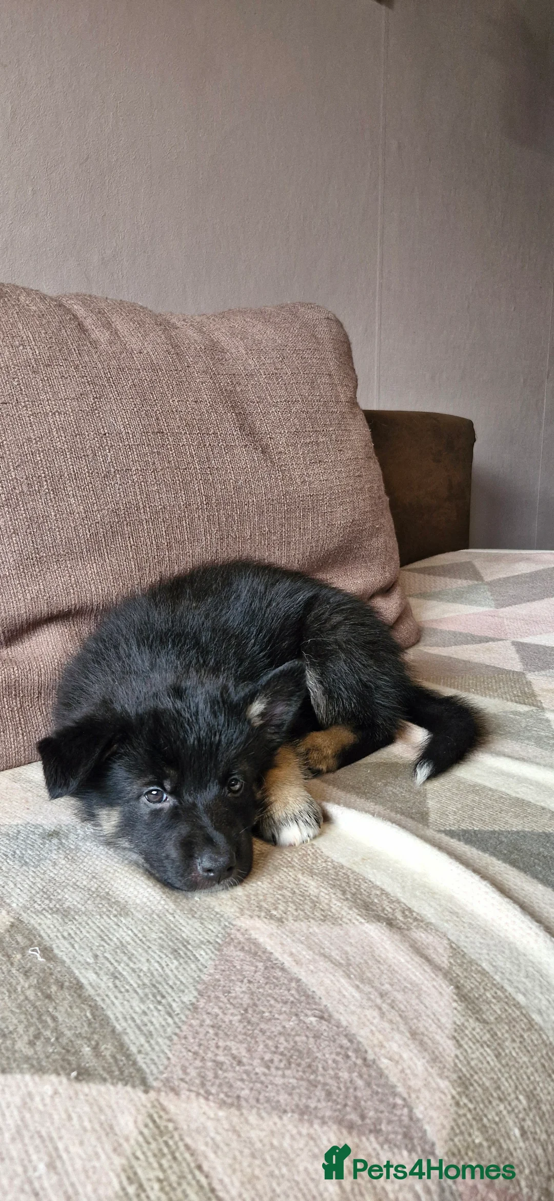 Mixed Breed dogs for sale: German sheperd Malamute  - Advert 10