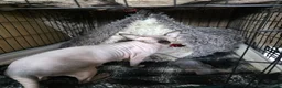 Sphynx cats for sale: 3 Stunning TICA Registered Sphynx Boys - Advert 6