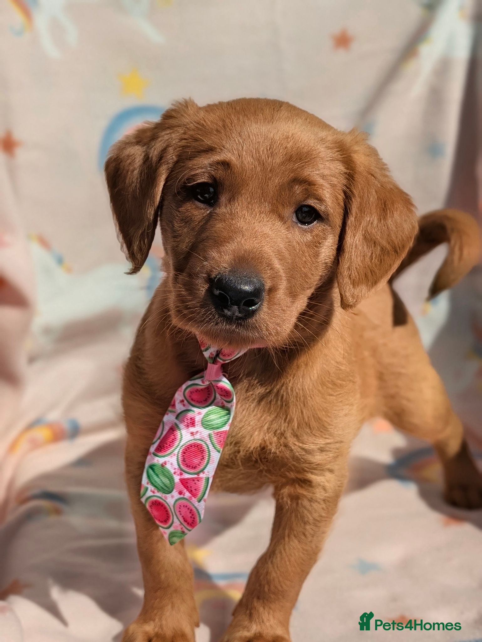 Labradoodle dogs Ready to go 💙Gorgeous F1 miniature labradoodle  - Advert 1