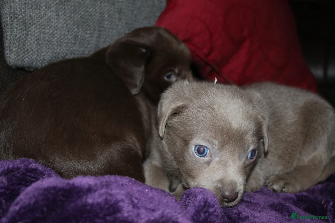 Labrador Retriever dogs for sale: 🔥 KC LABRADOR PUPPIES SILVER CHOCOLATE AND BLACK - Advert 34