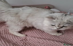 Persian cats for sale: White silver male persian cat kitten sale - Image 6