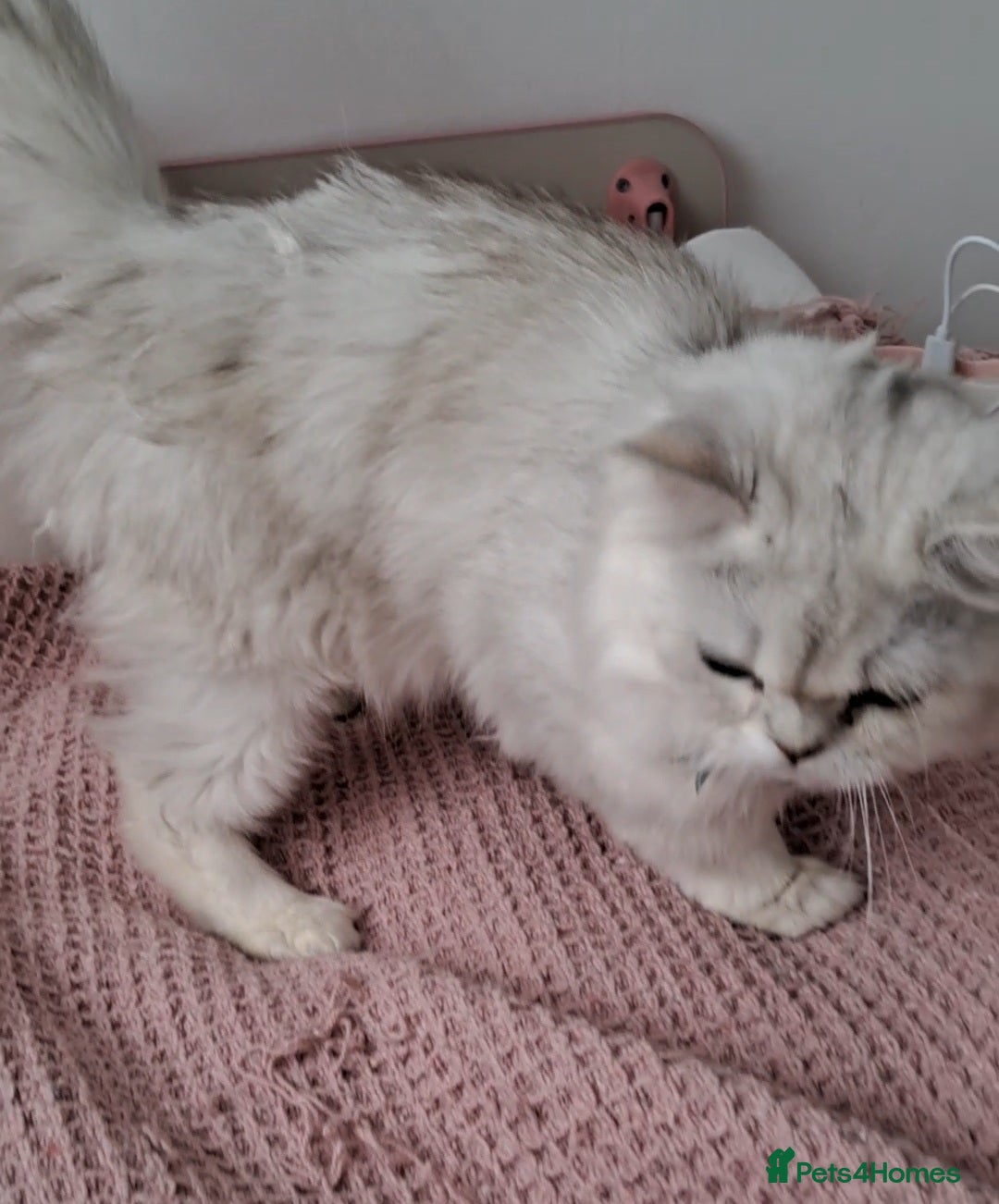 Persian cats for sale: White silver male persian cat kitten sale - Image 6