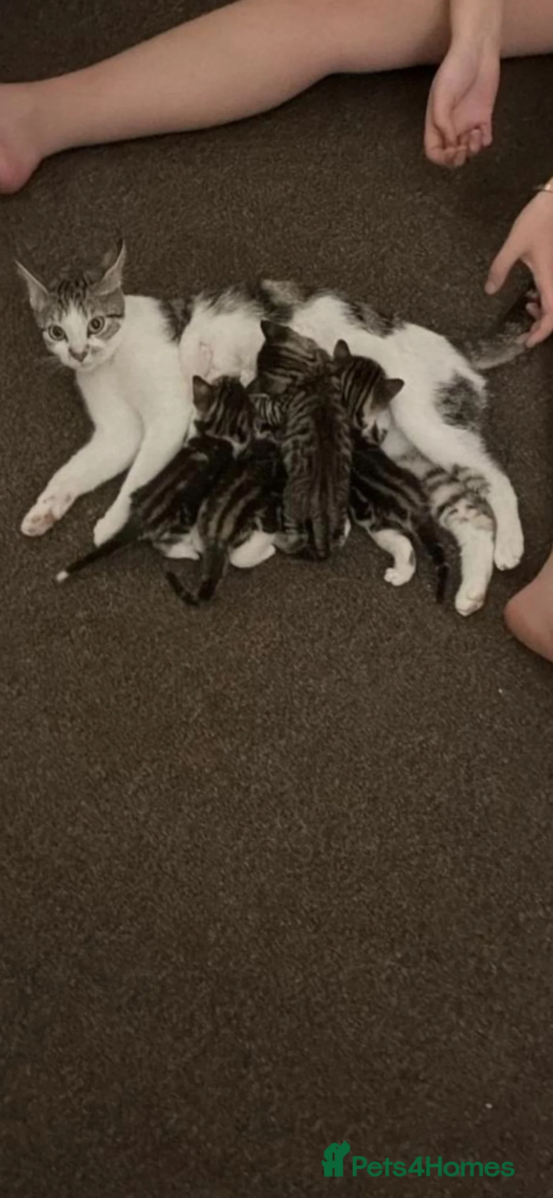Mixed Breed cats for sale: Tabby boys - Advert 1