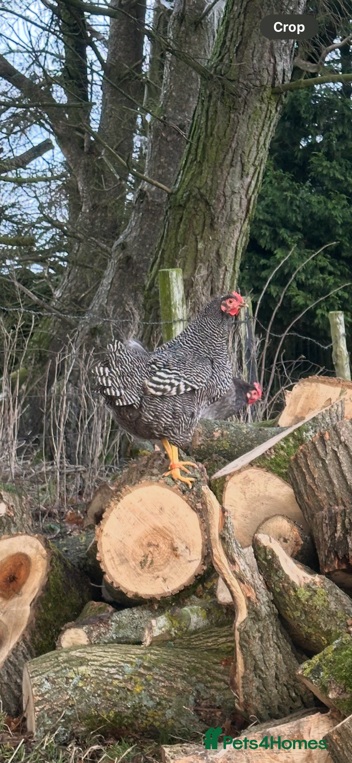 Hens poultry Barred Plymouth Rock chicks & hatching eggs - Advert 2