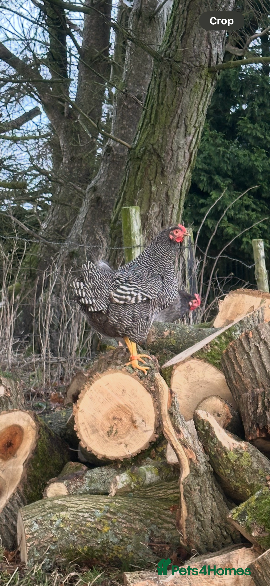 Hens poultry for sale: Barred Plymouth Rock chicks & hatching eggs - Advert 1