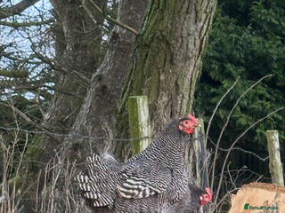 Hens poultry Barred Plymouth Rock chicks & hatching eggs - Advert 2