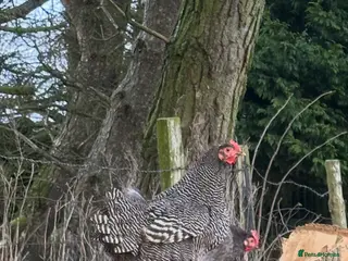 Hens poultry Barred Plymouth Rock chicks & hatching eggs - Advert 5