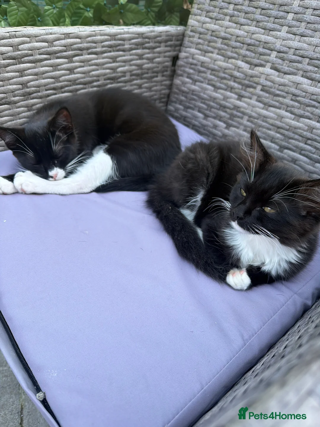Ragdoll cats for sale: Price for both, Simba & Marge - brother & sister - Advert 6