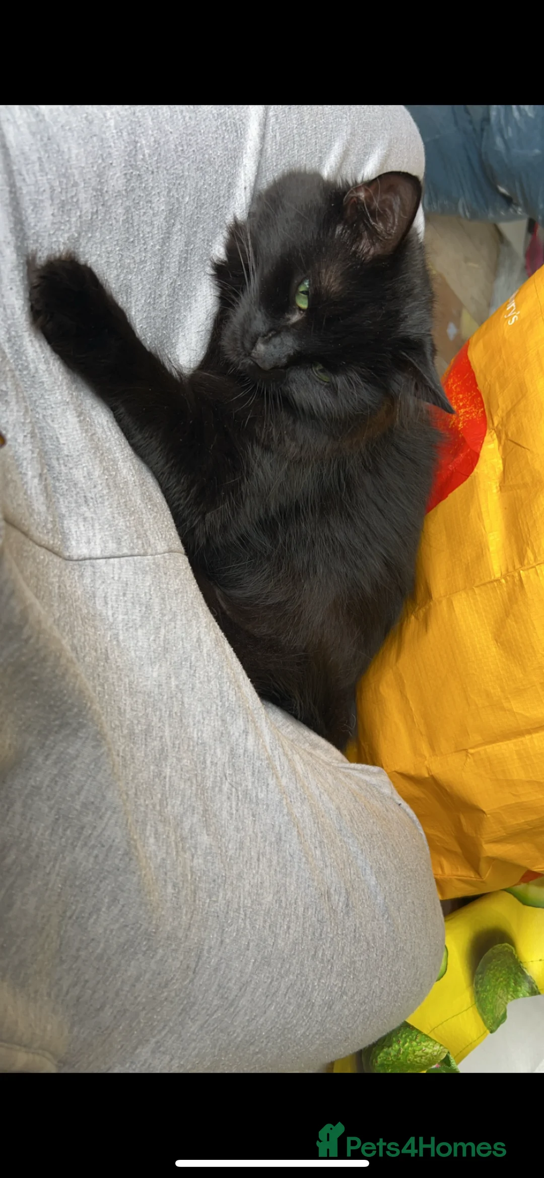 Mixed Breed cats for sale: Beautiful black fluffy cat  - Advert 1