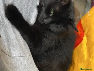 Mixed Breed cats Beautiful black fluffy cat - Advert 1