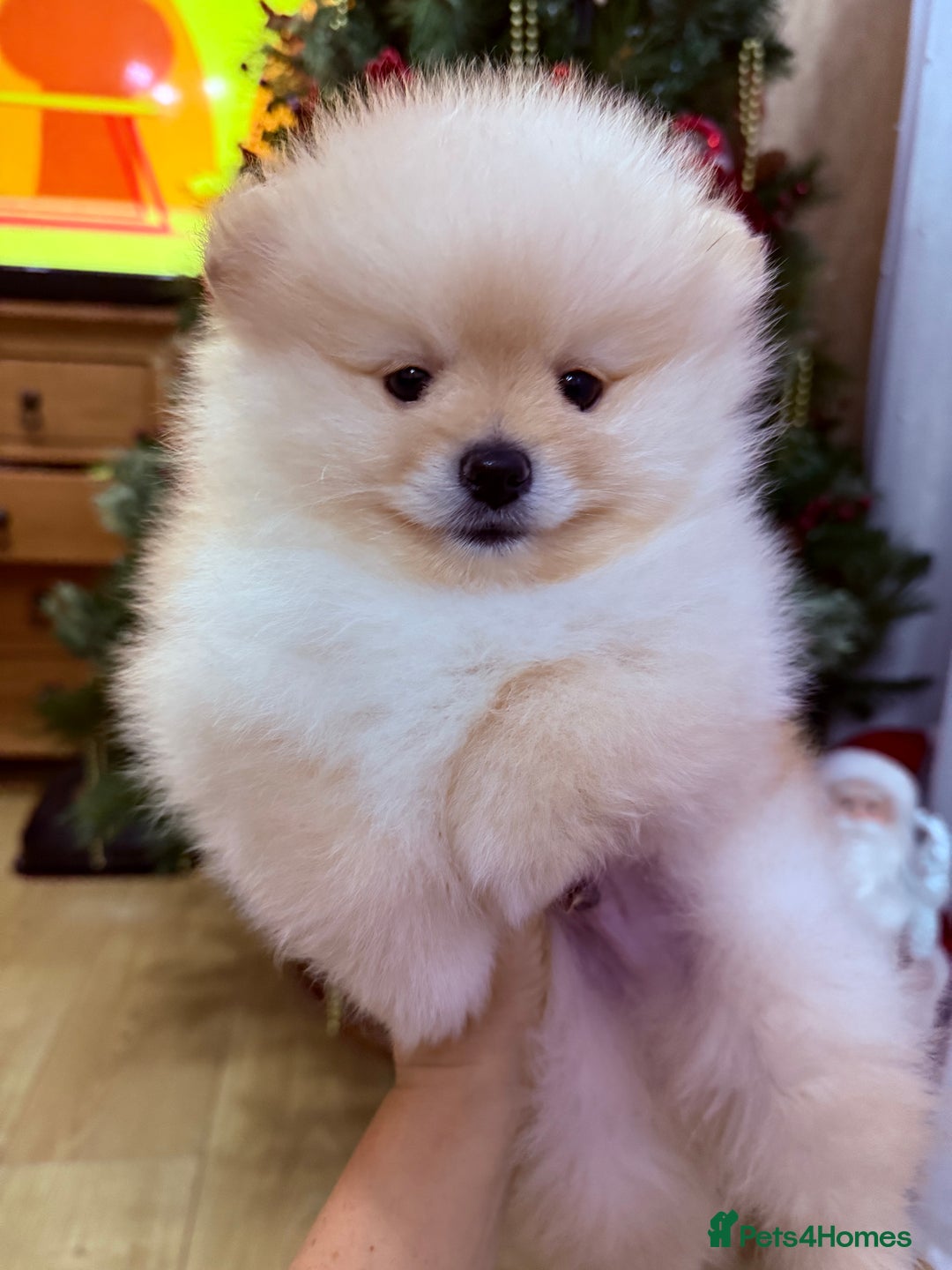 Pomeranian dogs for sale: Beautiful thick coat boy - Advert 3