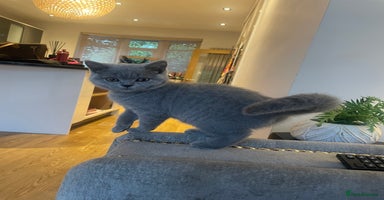 British Shorthair cats - Advert 16