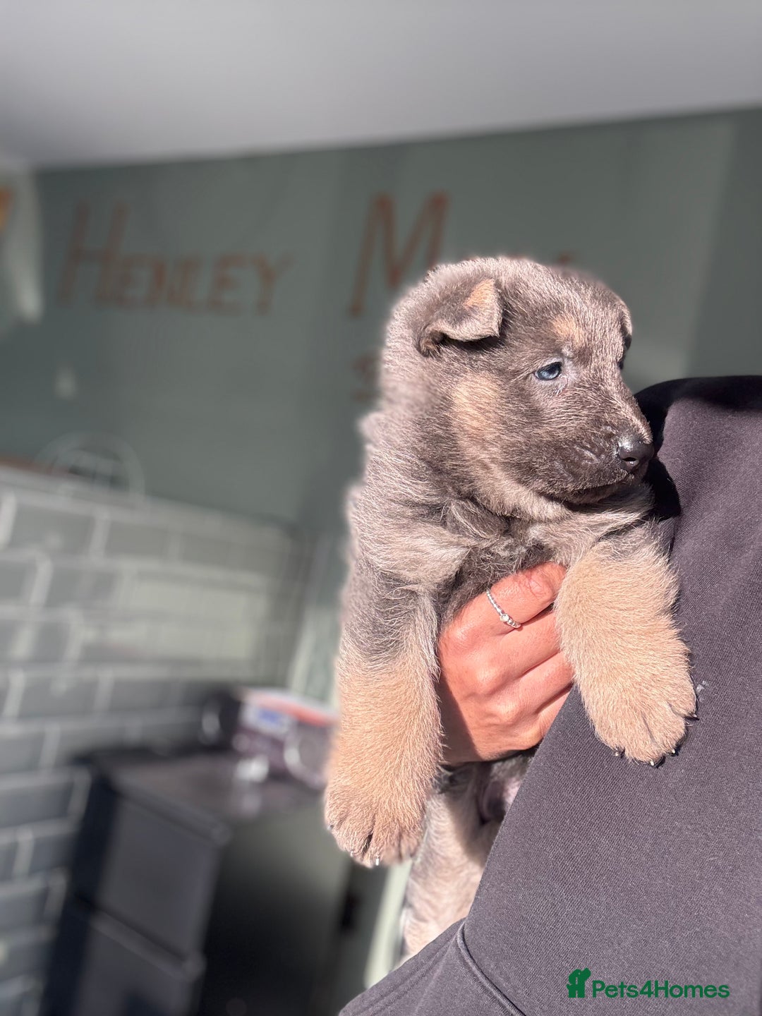 German Shepherd dogs for sale: 💙KC health tested parents 💙 - Advert 30