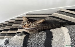 Mixed Breed cats for sale: Cat for Rehoming – Meet Eisa 🐾 - Image 6