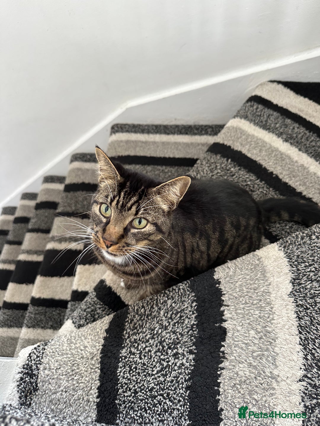 Mixed Breed cats for sale: Cat for Rehoming – Meet Eisa 🐾 - Image 6