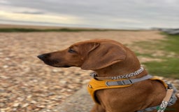 Rhodesian Ridgeback dogs for sale: Rhodesian Ridgeback Puppy Female - Image 9