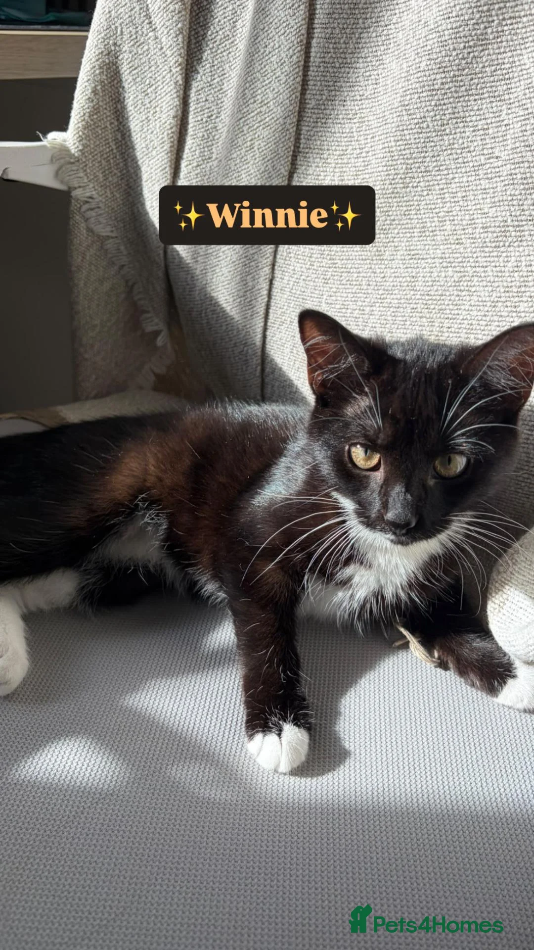 Domestic Shorthair cats for adoption: Three is the magic number in London - Advert 2