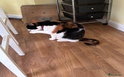 British Shorthair cats for sale: Tortoise shell female cat - Advert 2