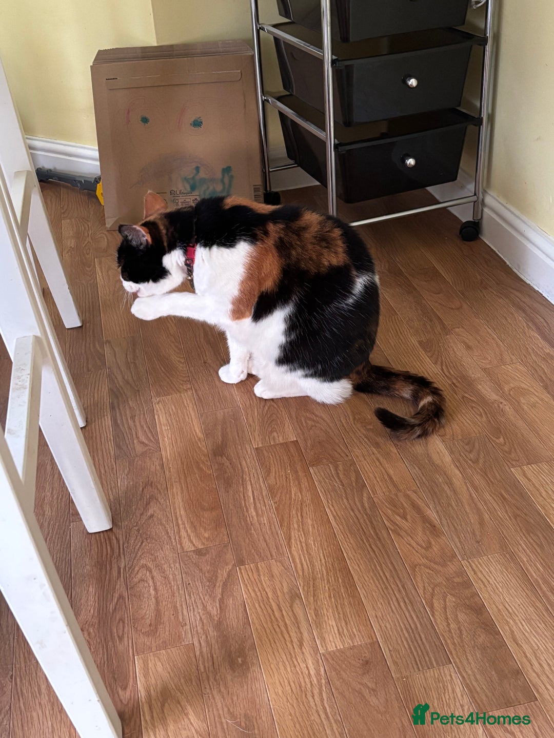 British Shorthair cats for sale: Tortoise shell female cat - Advert 2