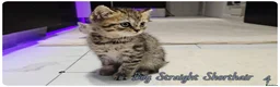 Scottish Fold cats for sale: Scotish fold kittens - Advert 14