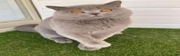 British Shorthair cats for sale: Champion British Blue boy  - Advert 4