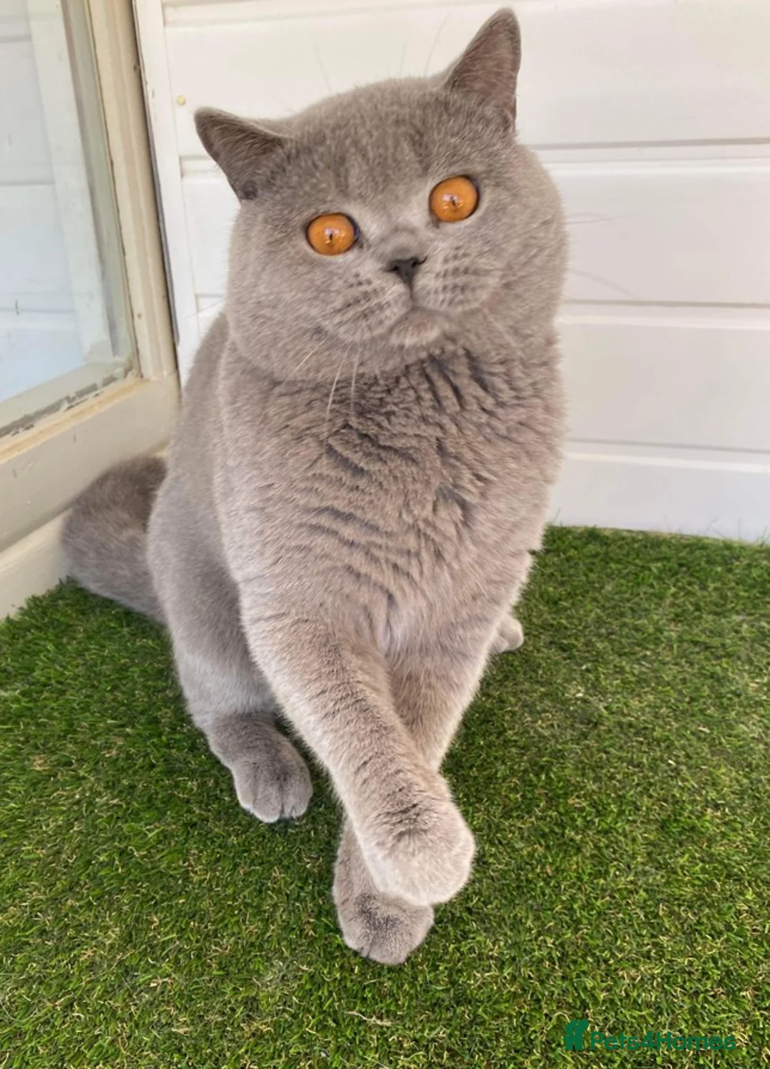 British Shorthair cats for sale: Champion British Blue boy  - Advert 4