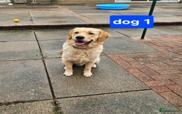 Golden Retriever dogs for sale: Beautiful dogs  - Image 10