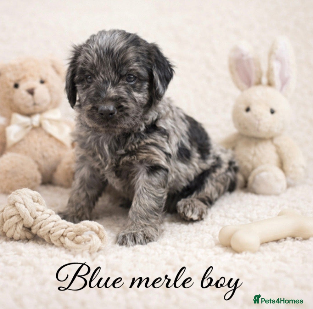 Goldendoodle dogs Beautiful miniature F1 Goldendoodle - Advert 1