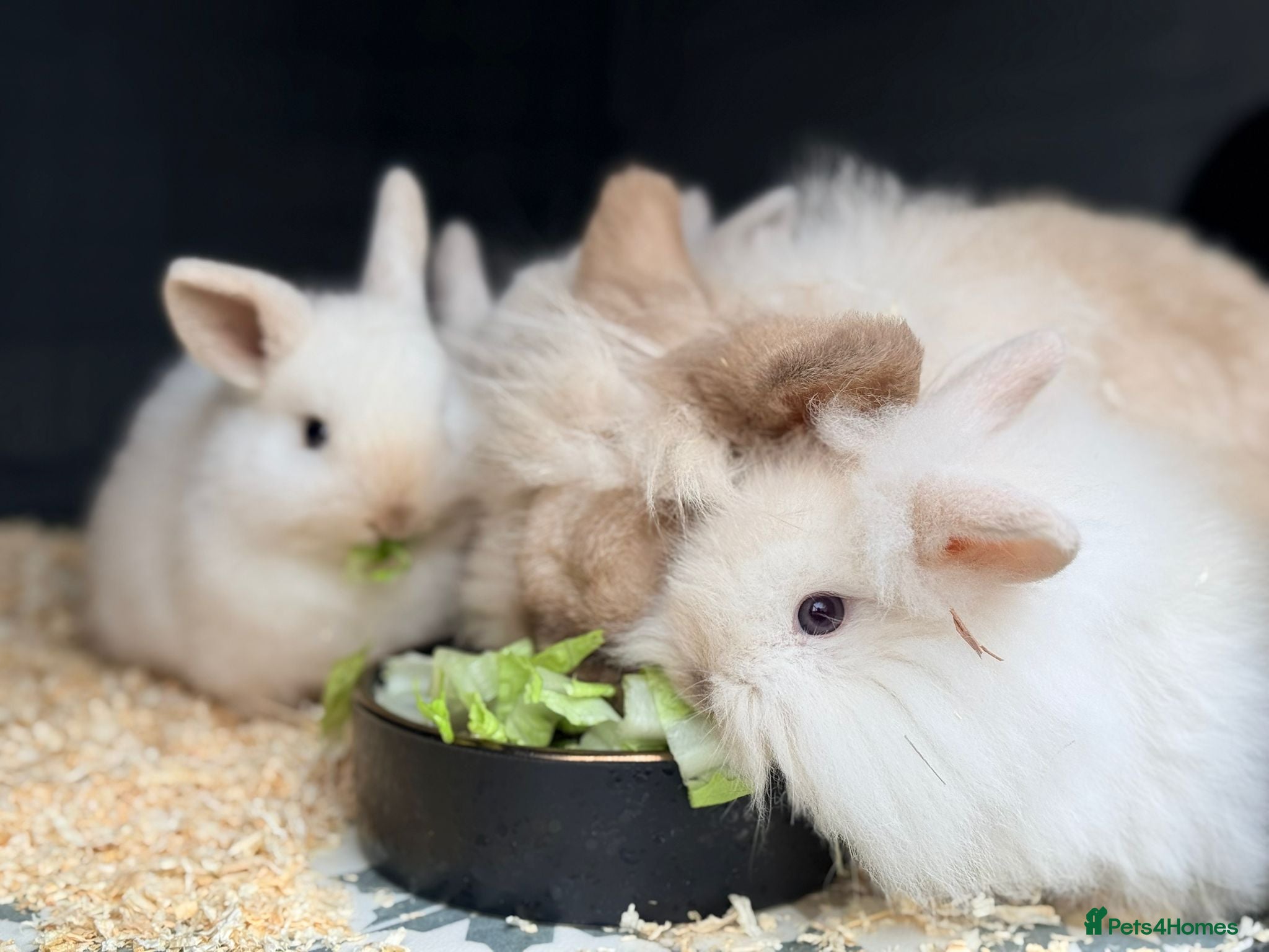 Mini Lion Lop rabbits Stunning Mini LionLops for Sale  - Advert 4