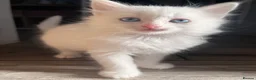 Turkish Angora cats for sale: Turkish Angora Playful Kittens - Advert 33