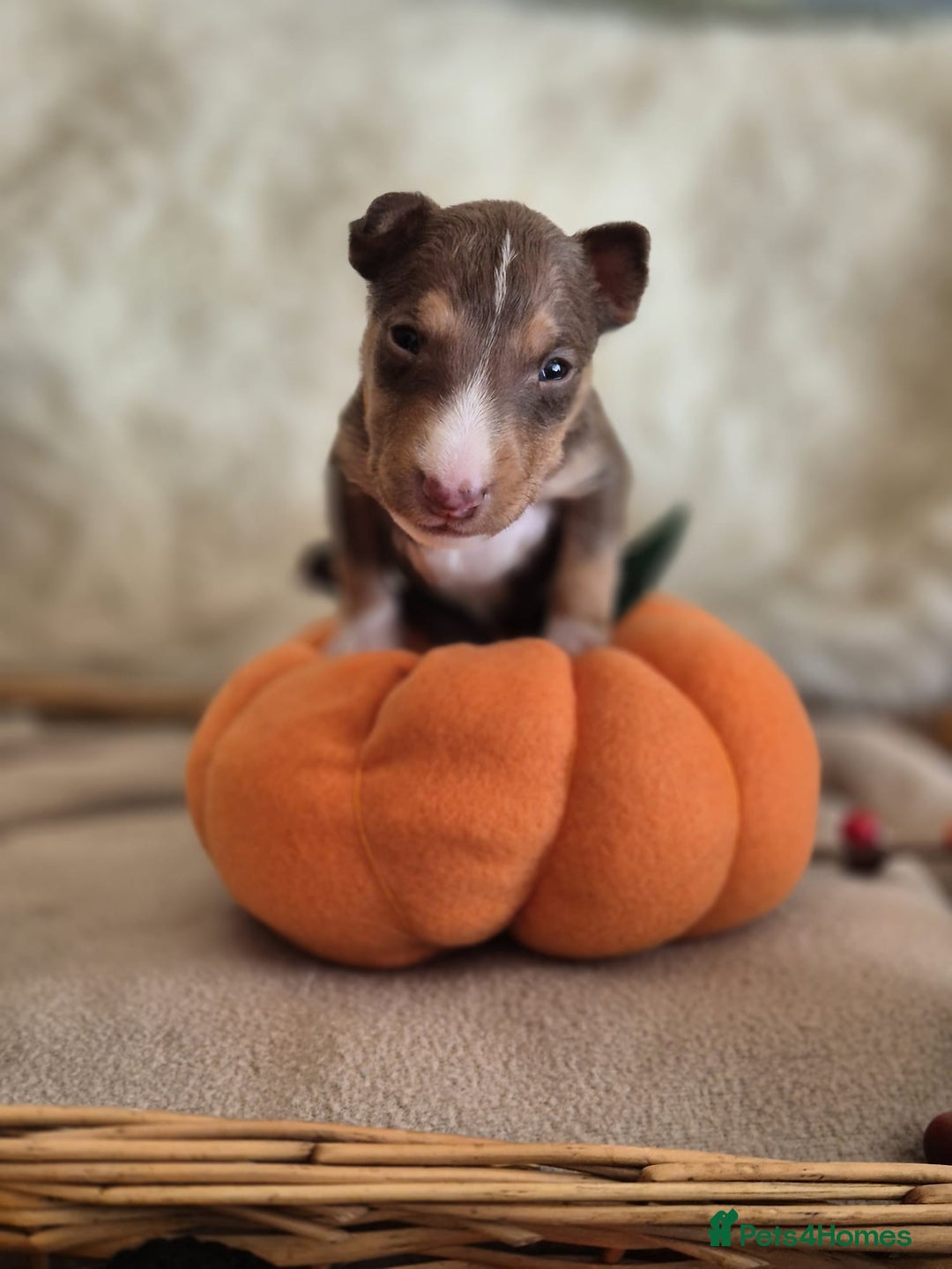 Miniature Bull terrier dogs for sale: 🐾 Exclusive Miniature Bull Terrier Puppies 🐾 - Image 12