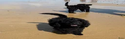 Labradoodle dogs for sale: 🌸🌈THE HARD WORK IS DONE🌸🌈RARE OPPORTUNITY - Advert 10