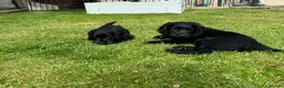Cocker Spaniel dogs for sale: Two Black Working Cocker boys - 9 weeks in Dorchester - Advert 13