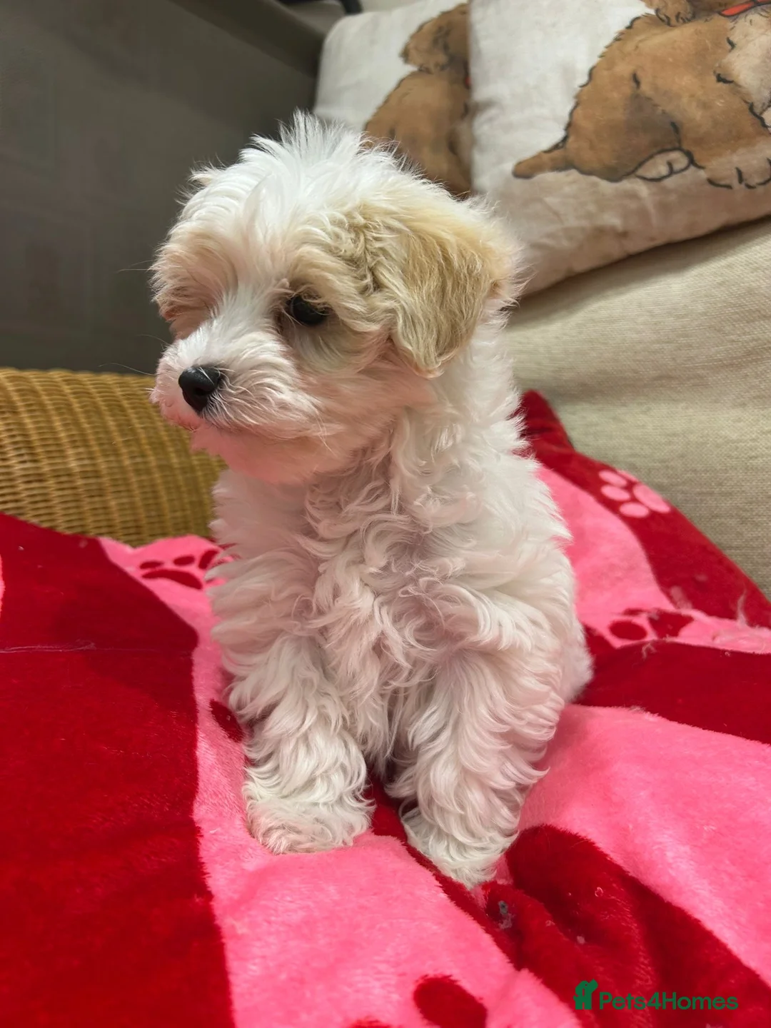Maltipoo dogs for sale: Health tested parents  - Advert 1