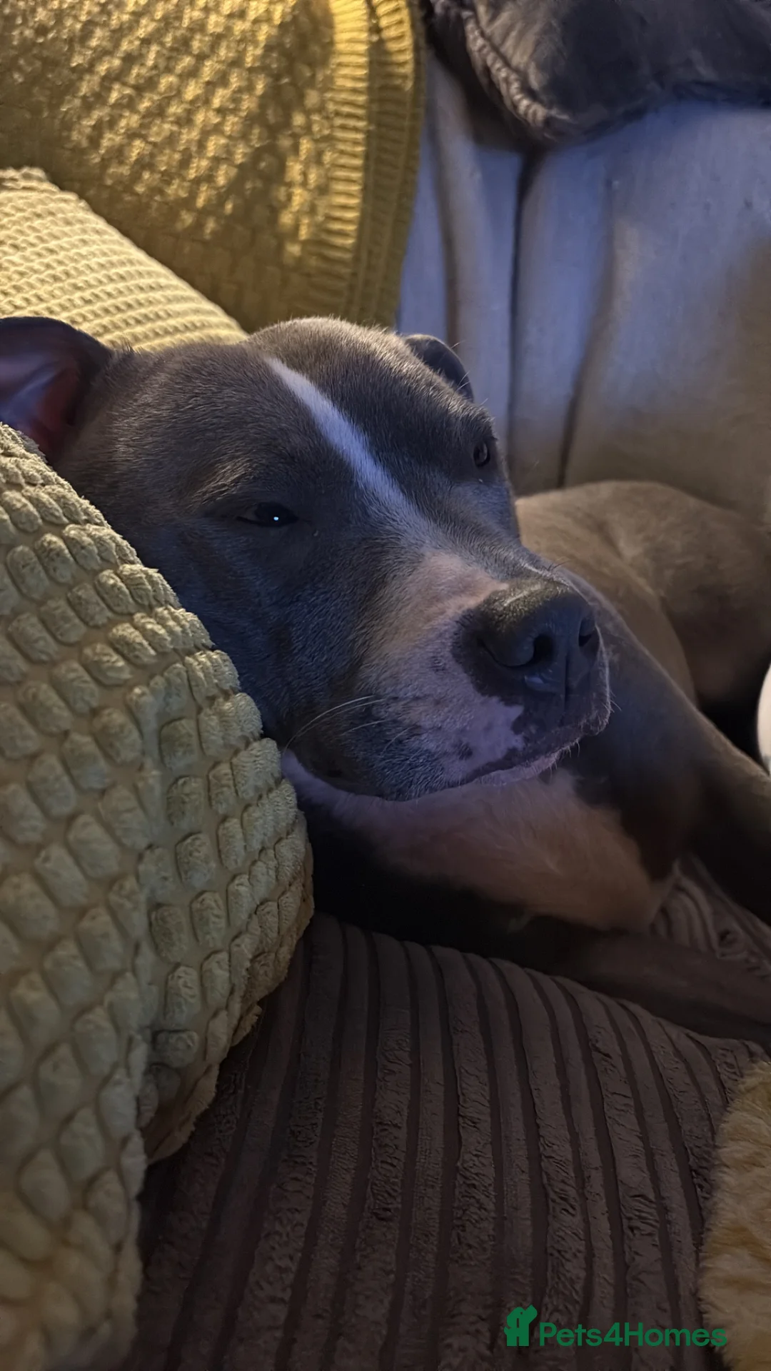 Staffordshire Bull Terrier dogs for sale: Blue boy band  - Advert 2