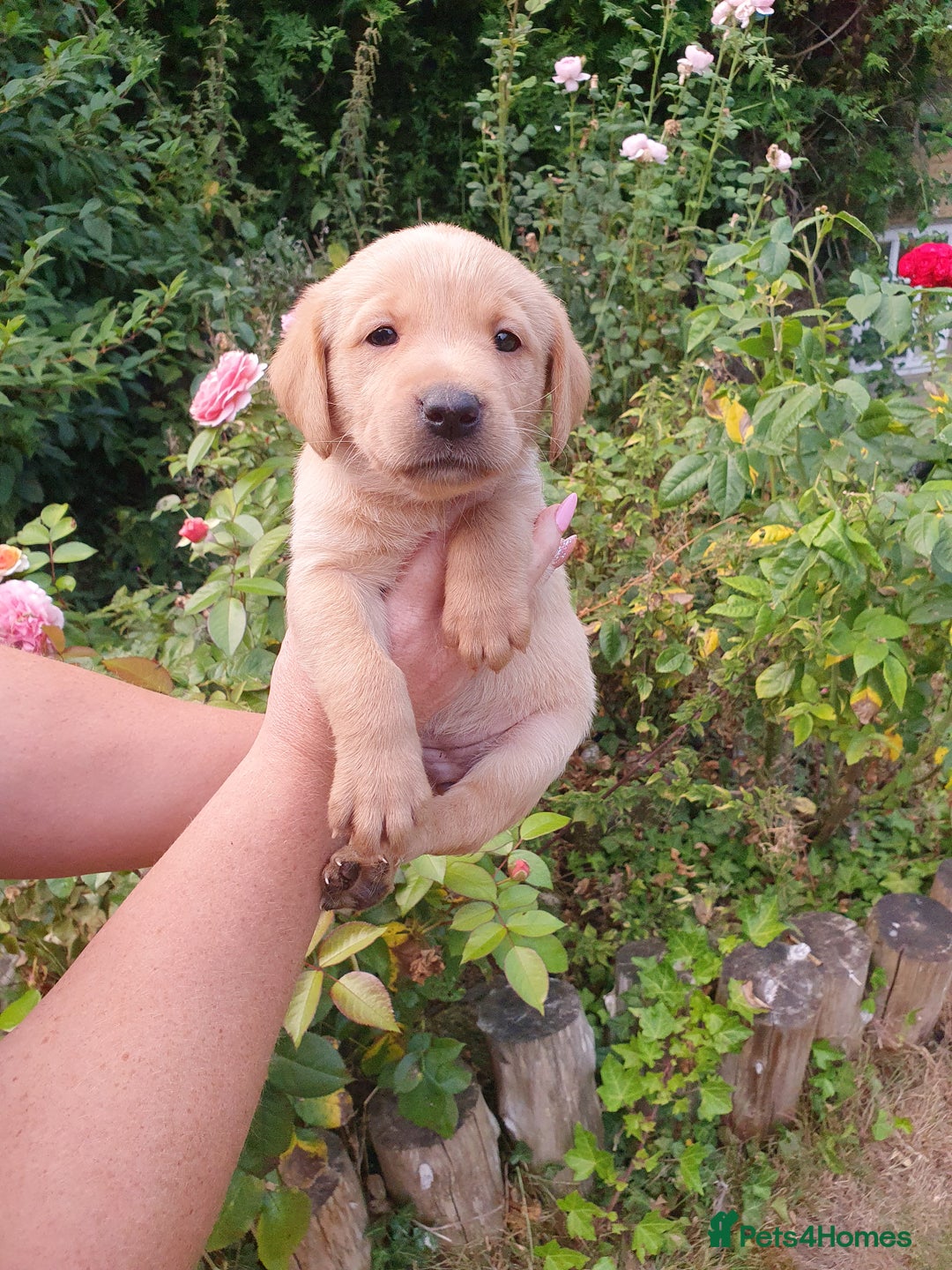 Labrador Retriever dogs for sale: Health Tested Fox Red Puppies for Sale - Image 27