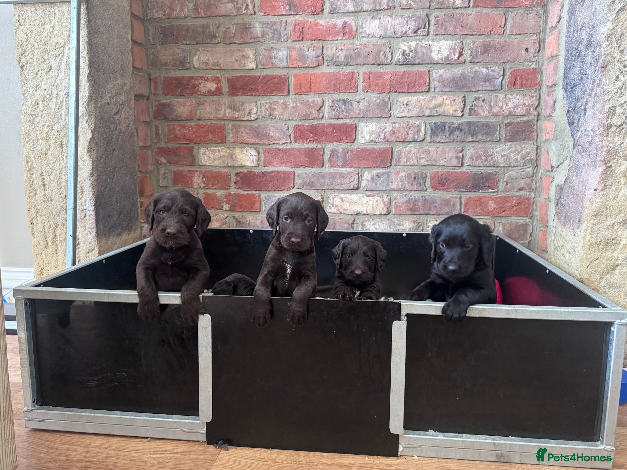Labradoodle dogs Labradoodle Litter from Health Tested Parents - Advert 1