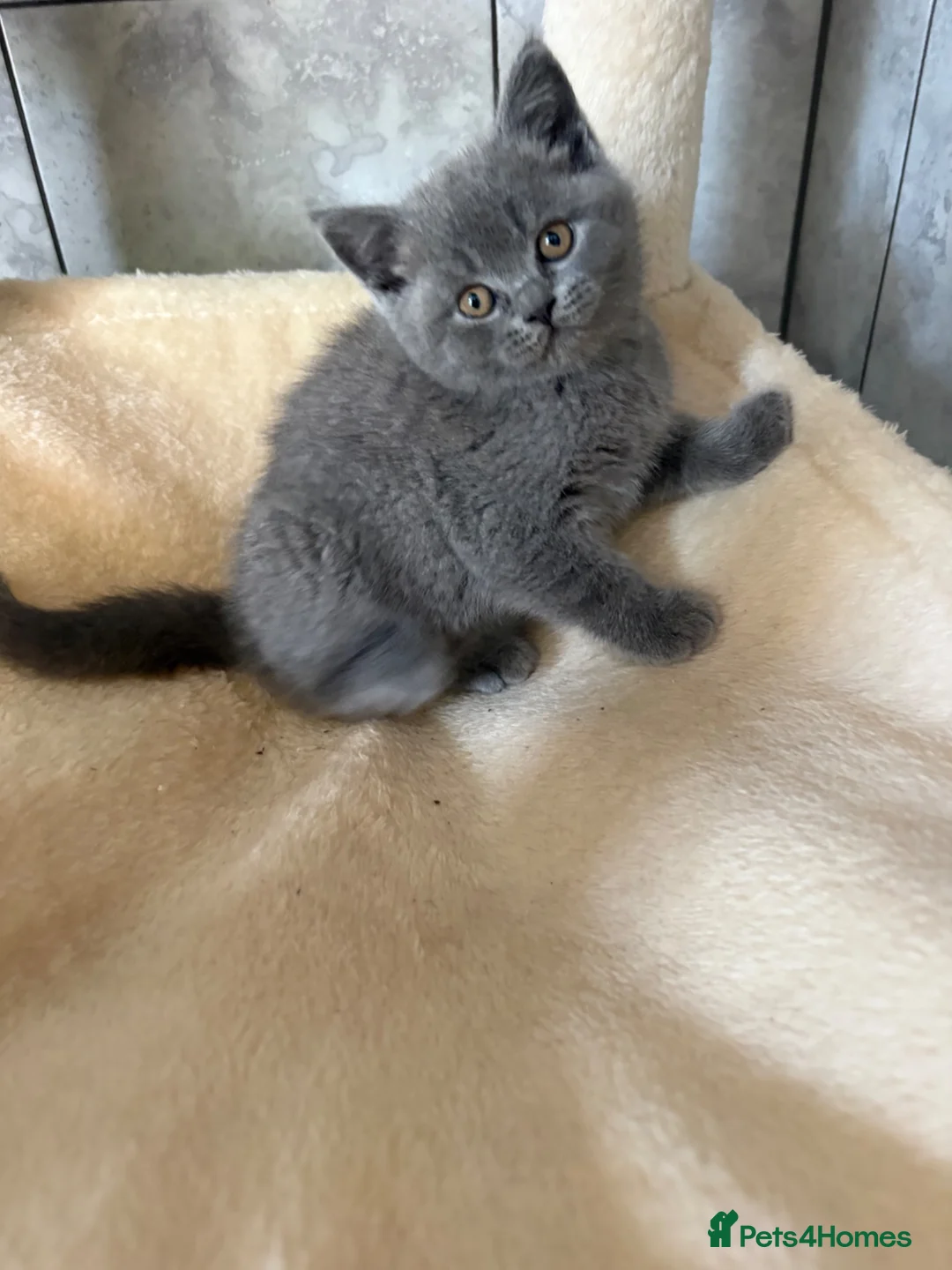 British Shorthair cats for sale: British Short Hair One Beautiful Female Available - Advert 2