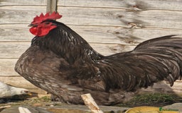 Chickens poultry for sale: Point of Lay hens Jersey Giants, Pekin & Olive egg - Image 21