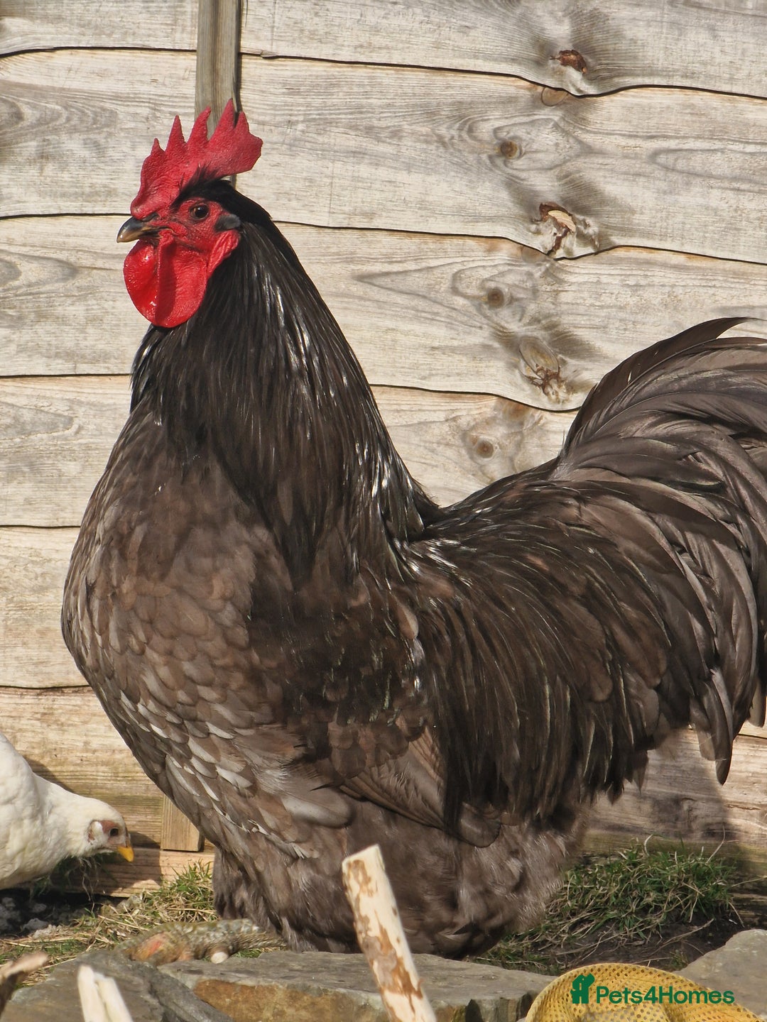 Chickens poultry for sale: Point of Lay hens Jersey Giants, Pekin & Olive egg - Image 21