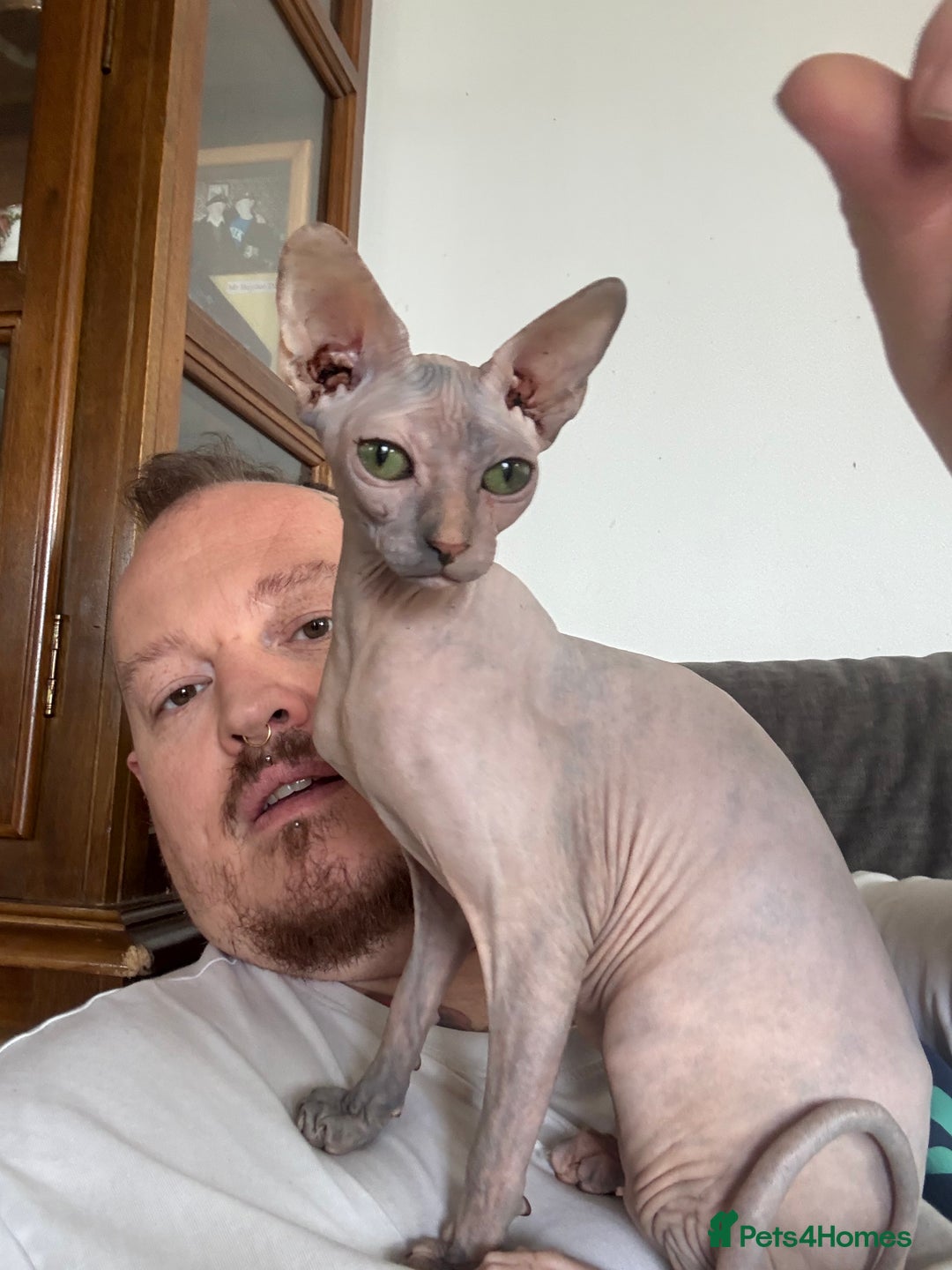 Sphynx cats for sale: 3 Sphynx cats  - Image 3