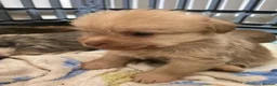 Mixed Breed dogs for sale: Shitzu x mini Jack puppies  - Advert 6